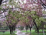 校园樱花