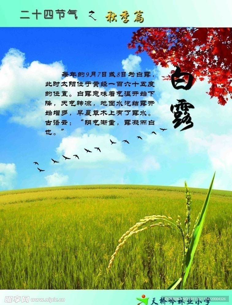 二十四节气 秋季篇 白露