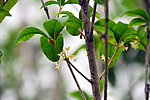 桂花