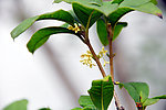 桂花