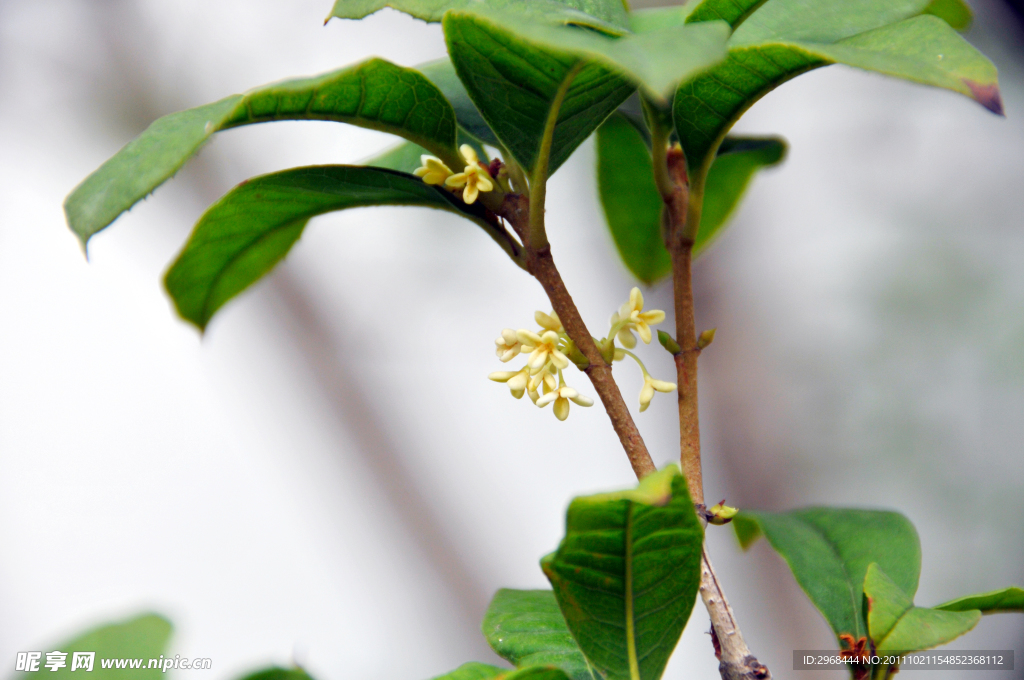 桂花