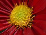 菊花特写