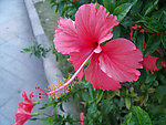扶桑花