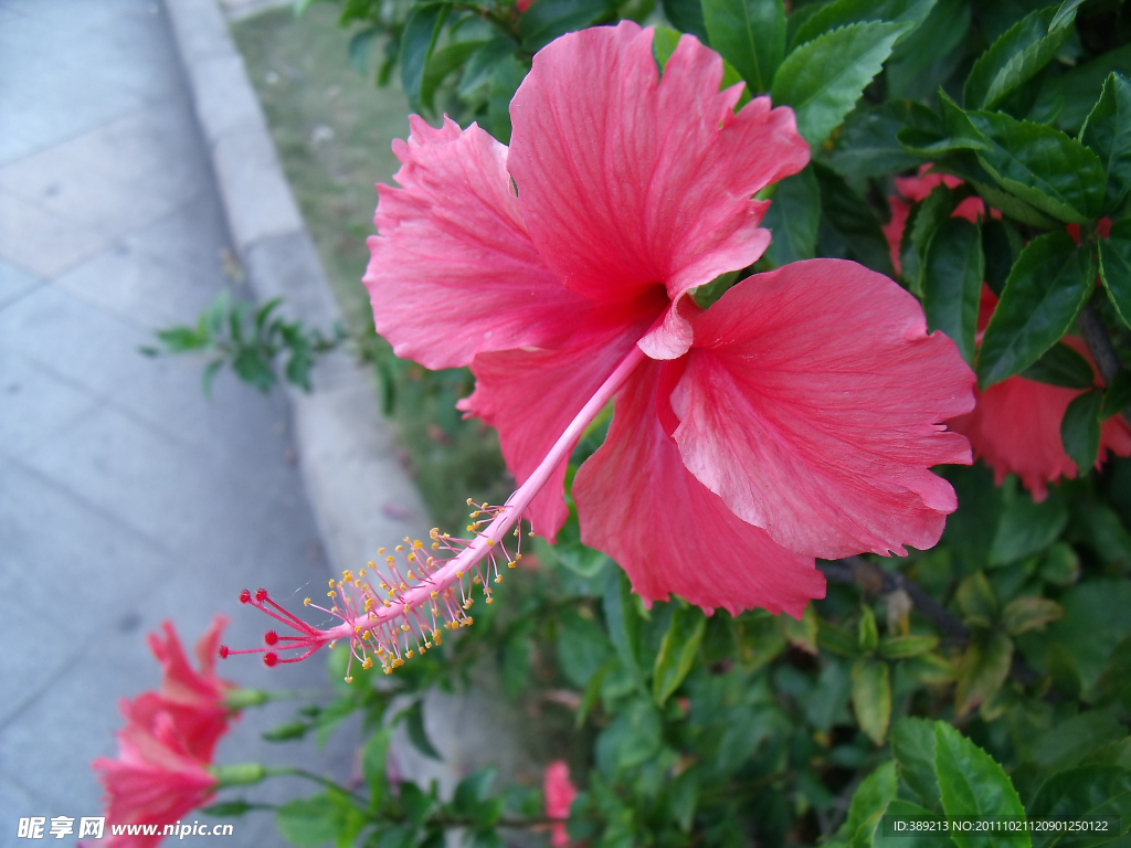 扶桑花