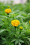 花草