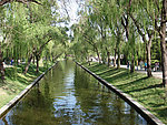 河流柳树