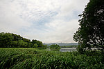 草丛水塘