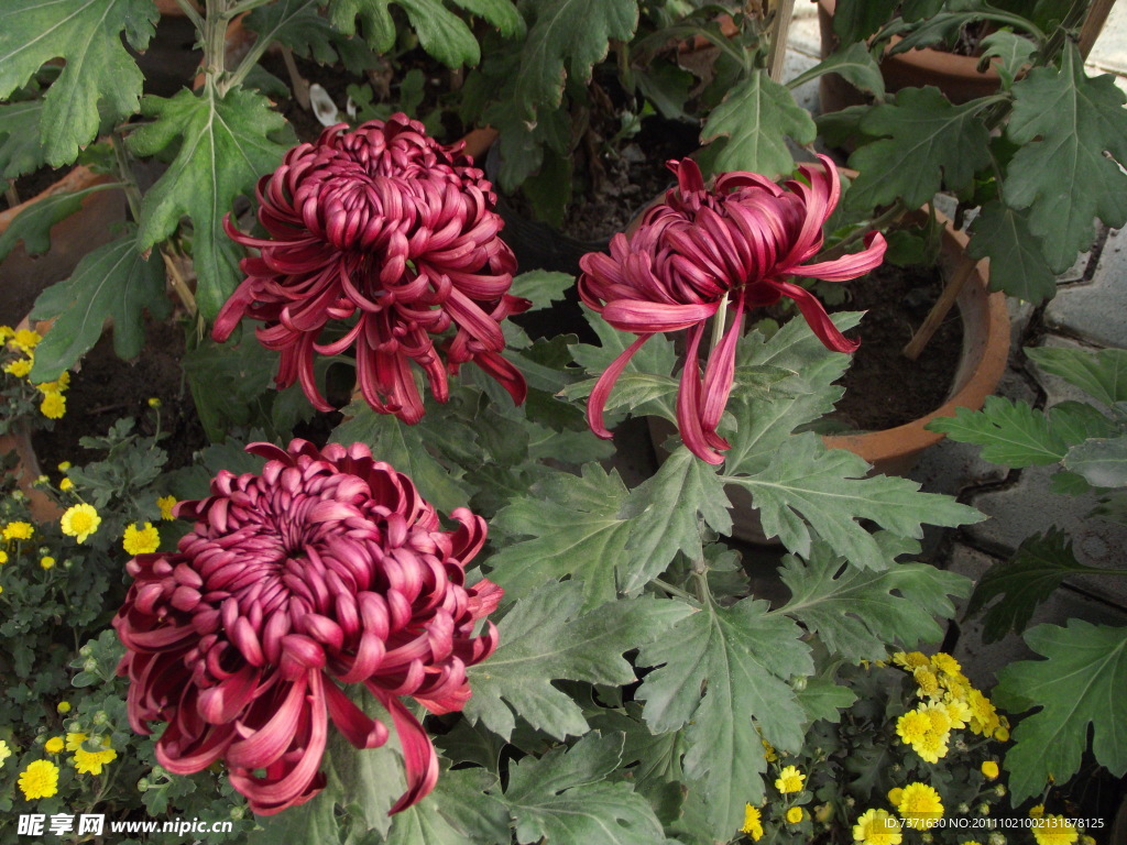 菊花