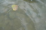 小溪流水