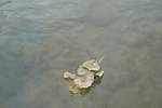 小溪流水