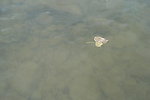 小溪流水
