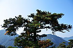 杉树风光