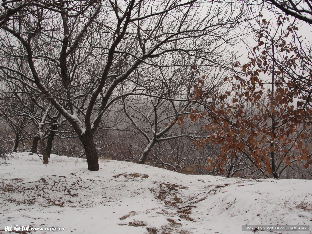 家乡雪景