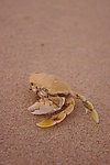 海滩已离去的空壳蟹