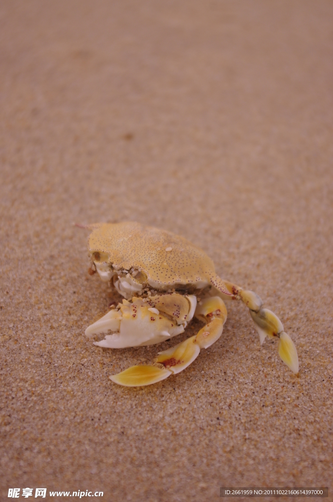 海滩已离去的空壳蟹
