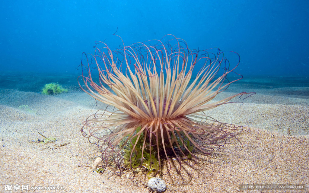 海洋生物特写