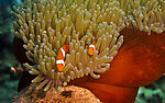 海底 小丑鱼
