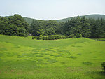 森林草地