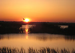 夕阳飞鸟
