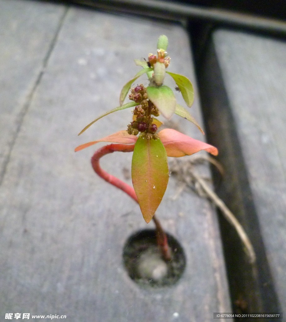 小草