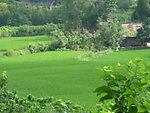 乡村田野