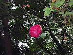 月季花