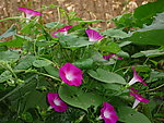 红色牵牛花