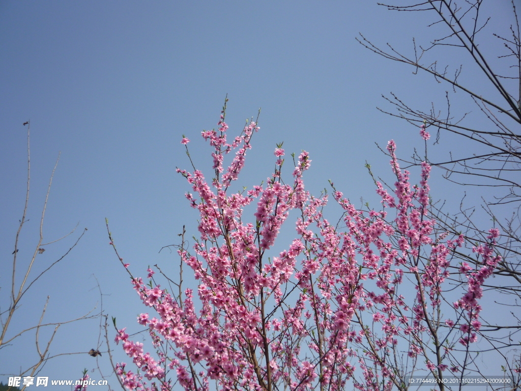 桃花