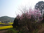 乡村的春天