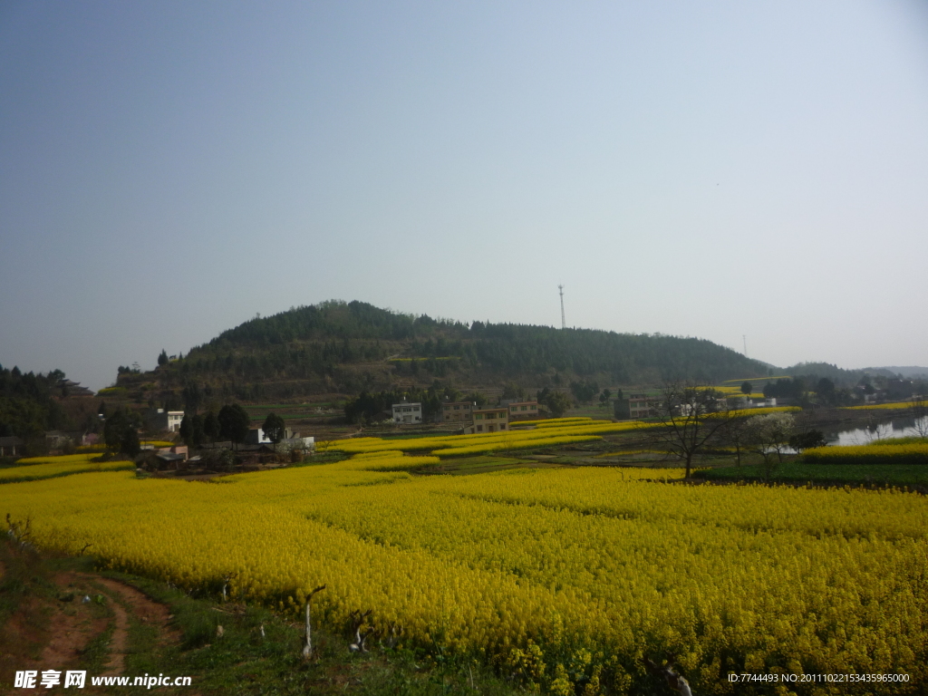 春天的田野