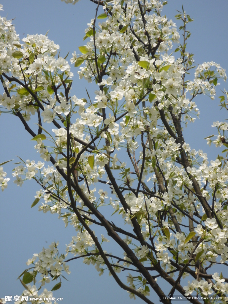 莉花