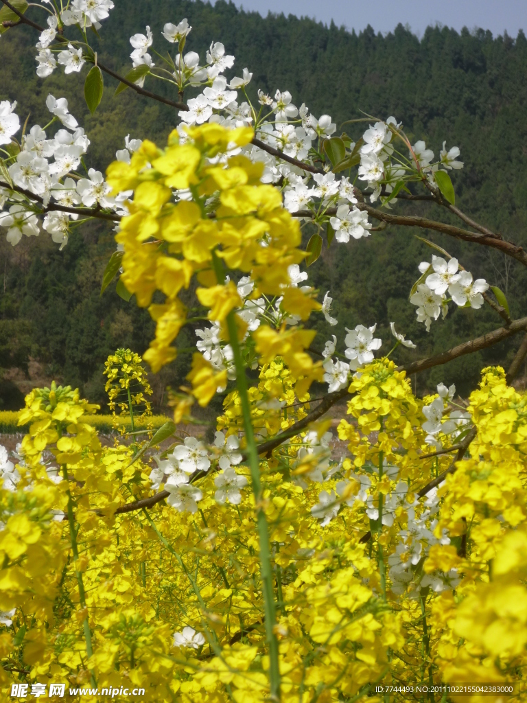 莉花和油菜花