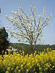 莉花和油菜花