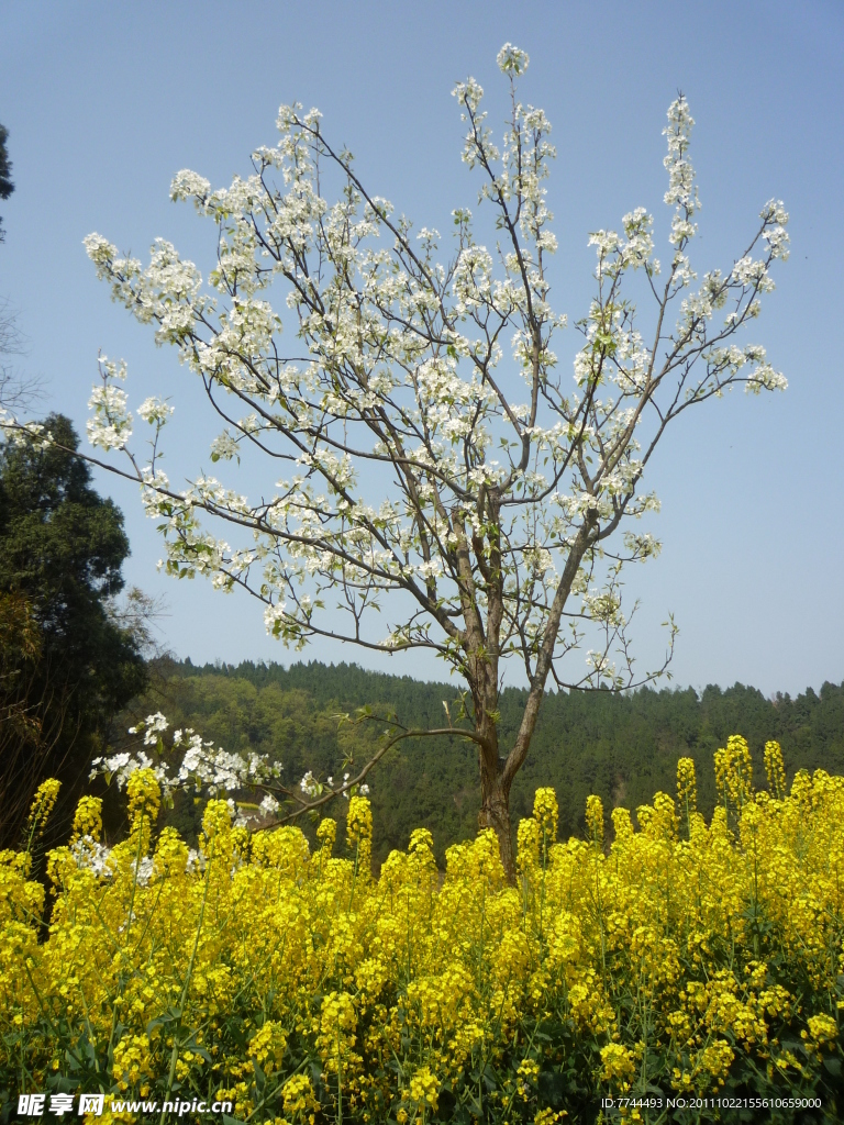 莉花和油菜花