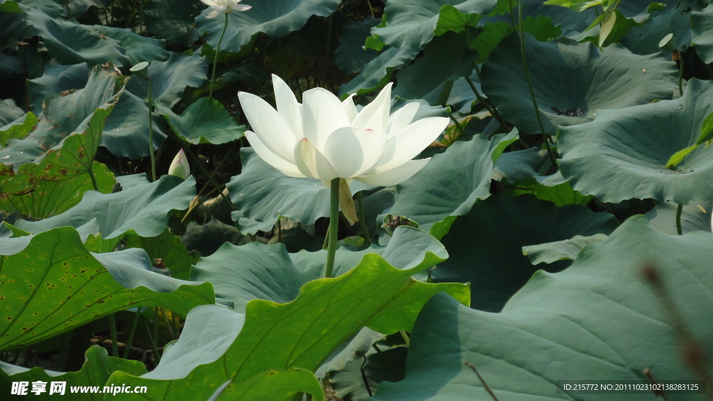 荷花