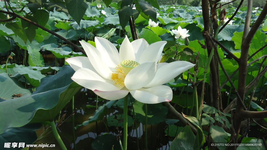 荷花