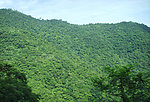 大山绿色