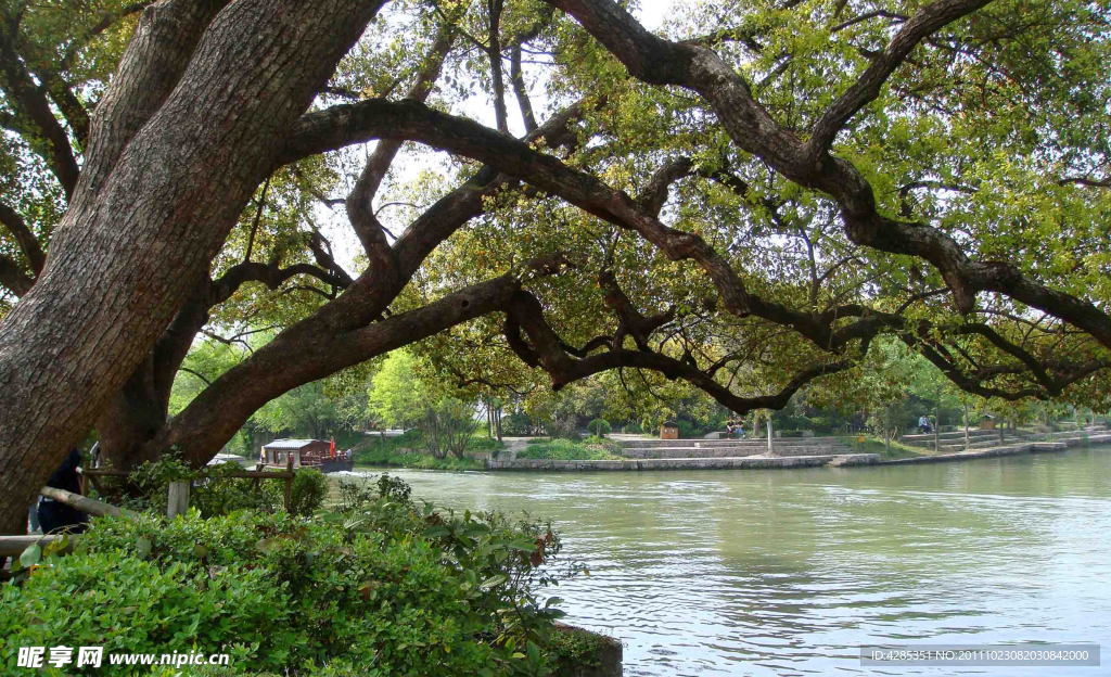 森林河流