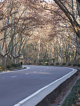 森林公路