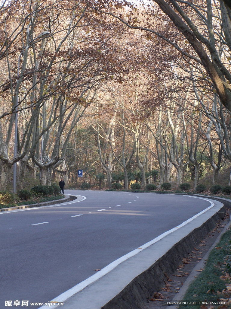 森林公路