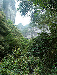 山峰森林