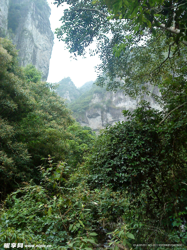 山峰森林