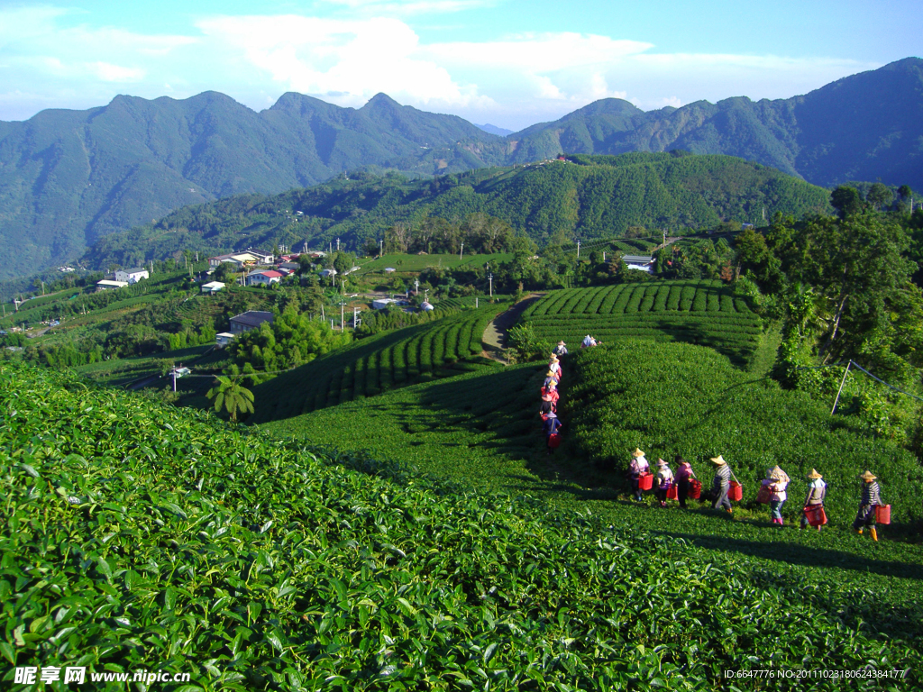 茶场风光