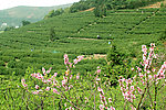 采茶
