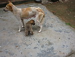 狗狗