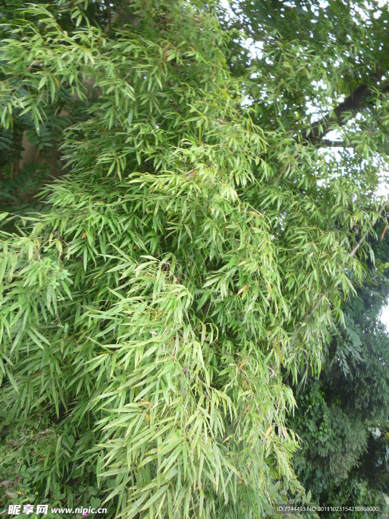 翠竹