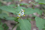 小野菊