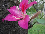 花卉