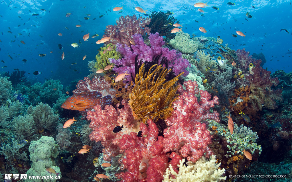 海底生物