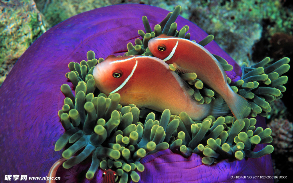海底生物